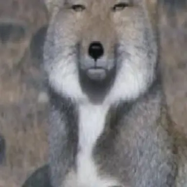 Profile image of 여우