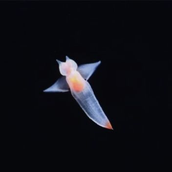 바다의 천사 대표 이미지