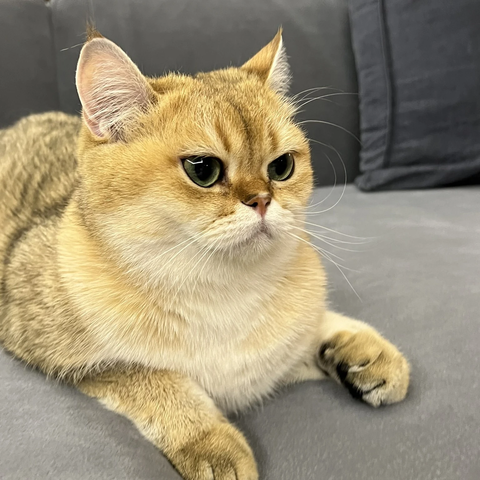 김윤아