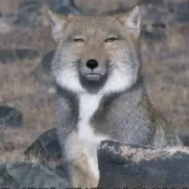 Profile image of 여우