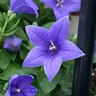 Profile image of Flower