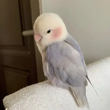 Profile image of 앵두