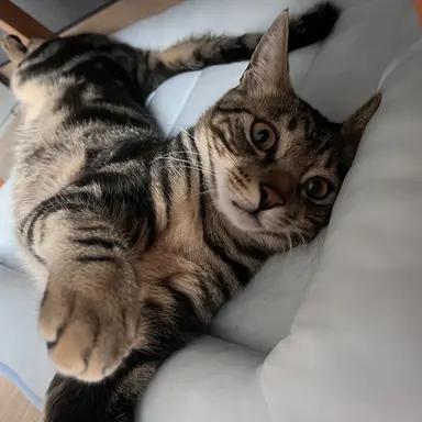 Profile image of 고양이