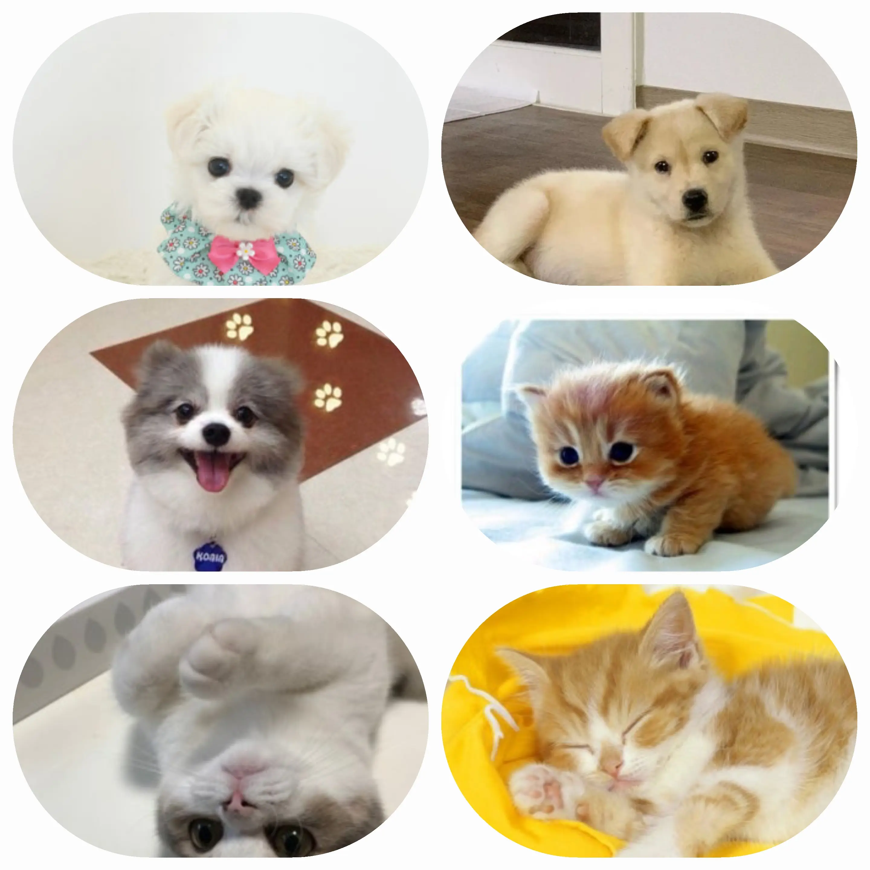 ElEl3604의 고고 프렌즈!