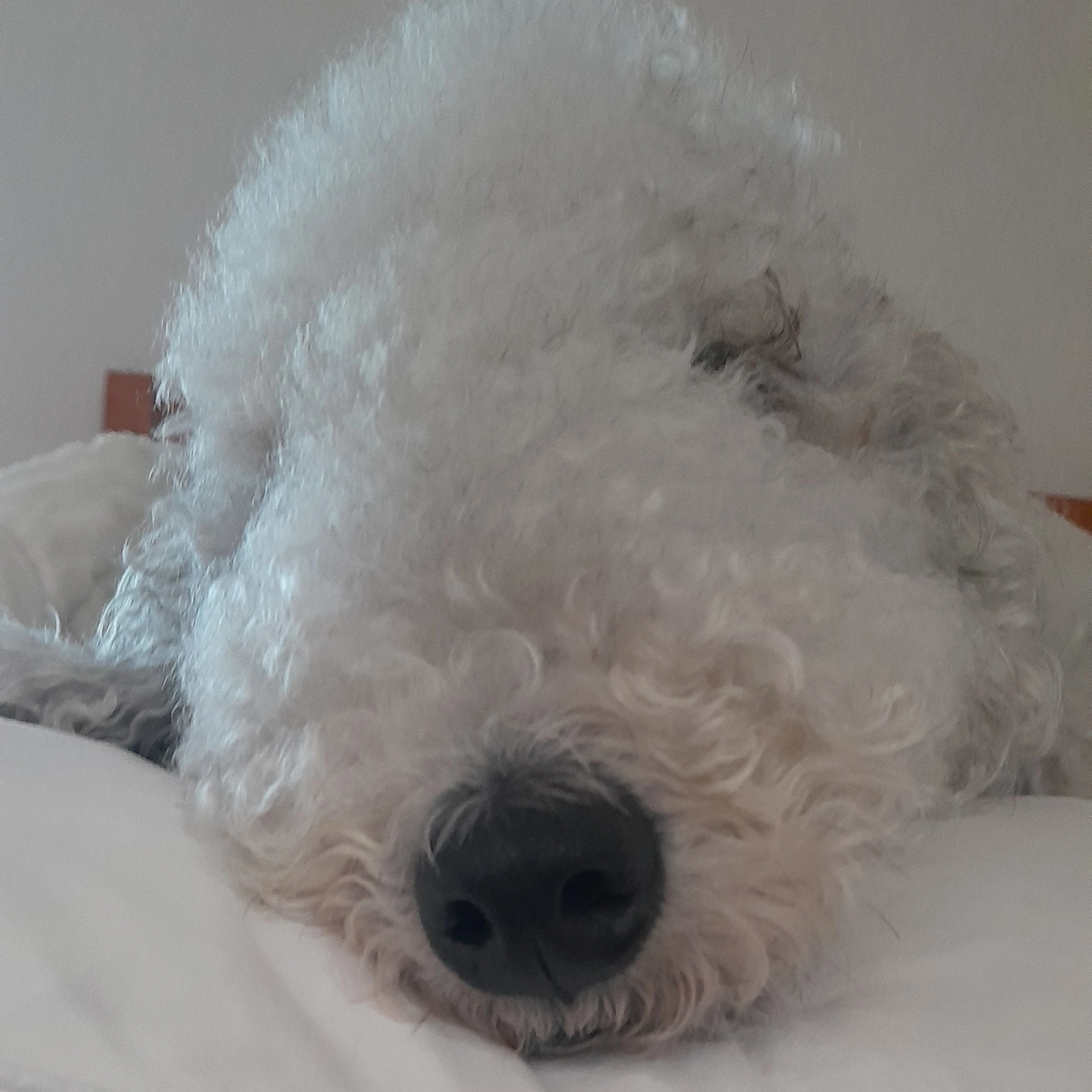 셋쌍둥이