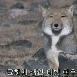 Profile image of 여우