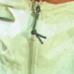 Profile image of Shin