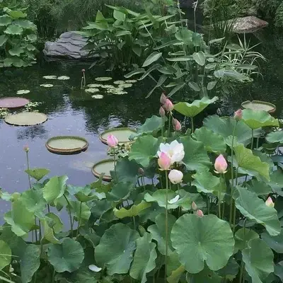 AmusedLamp2496의 Femboy Gardens