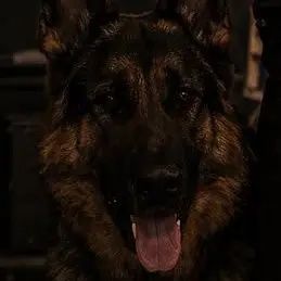 Profile image of Thor