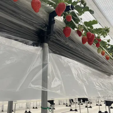 Profile image of グク