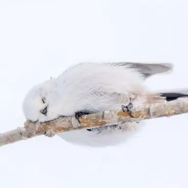 Profile image of 잠새