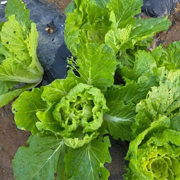 ohmaygod의 켈리포니아산 배추.