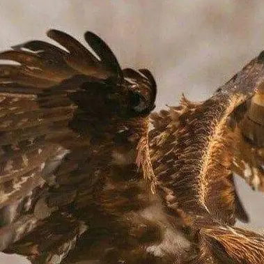 Profile image of シェド