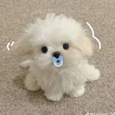 Profile image of 잠뜰