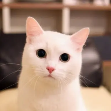 Profile image of 레오