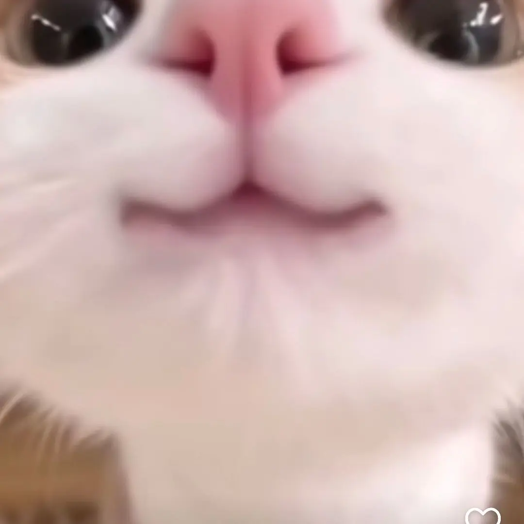 shasha12의 고양이다ㅏㅏㅏ