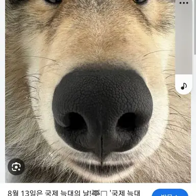 Profile image of 늑대
