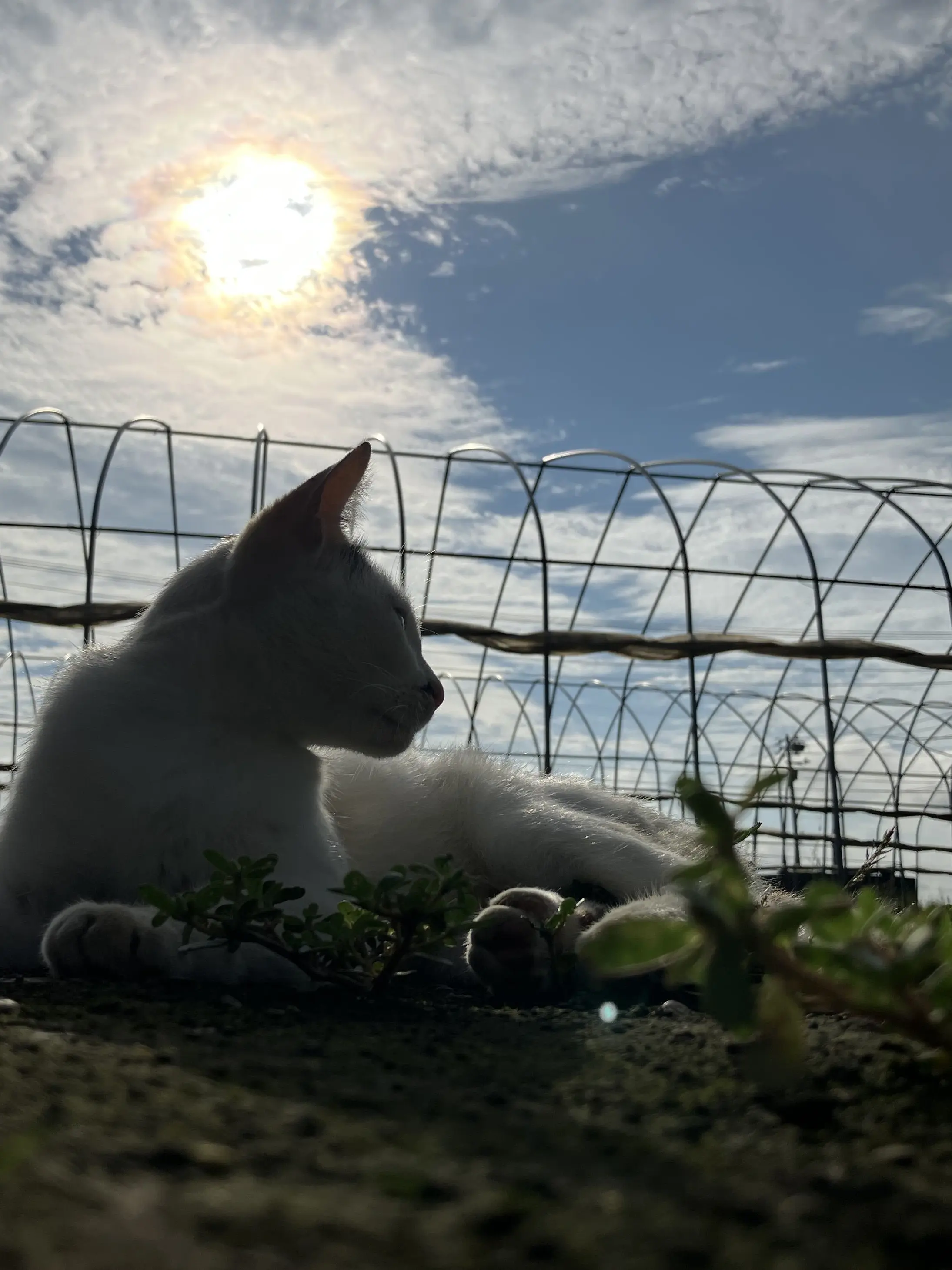 Safi3341의 あなたが猫さんに…