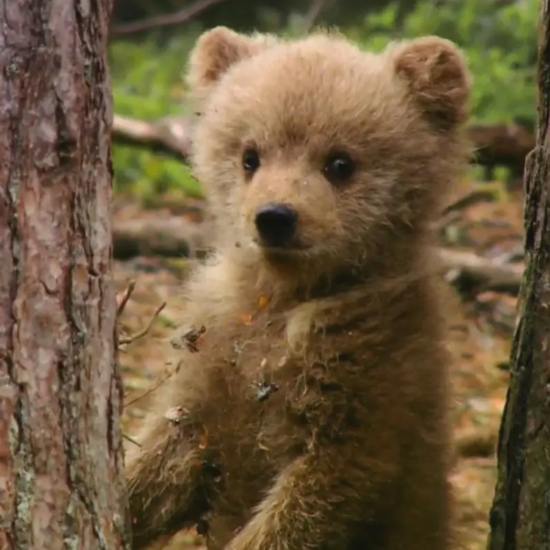 JoyfulAinu9541의 親再婚