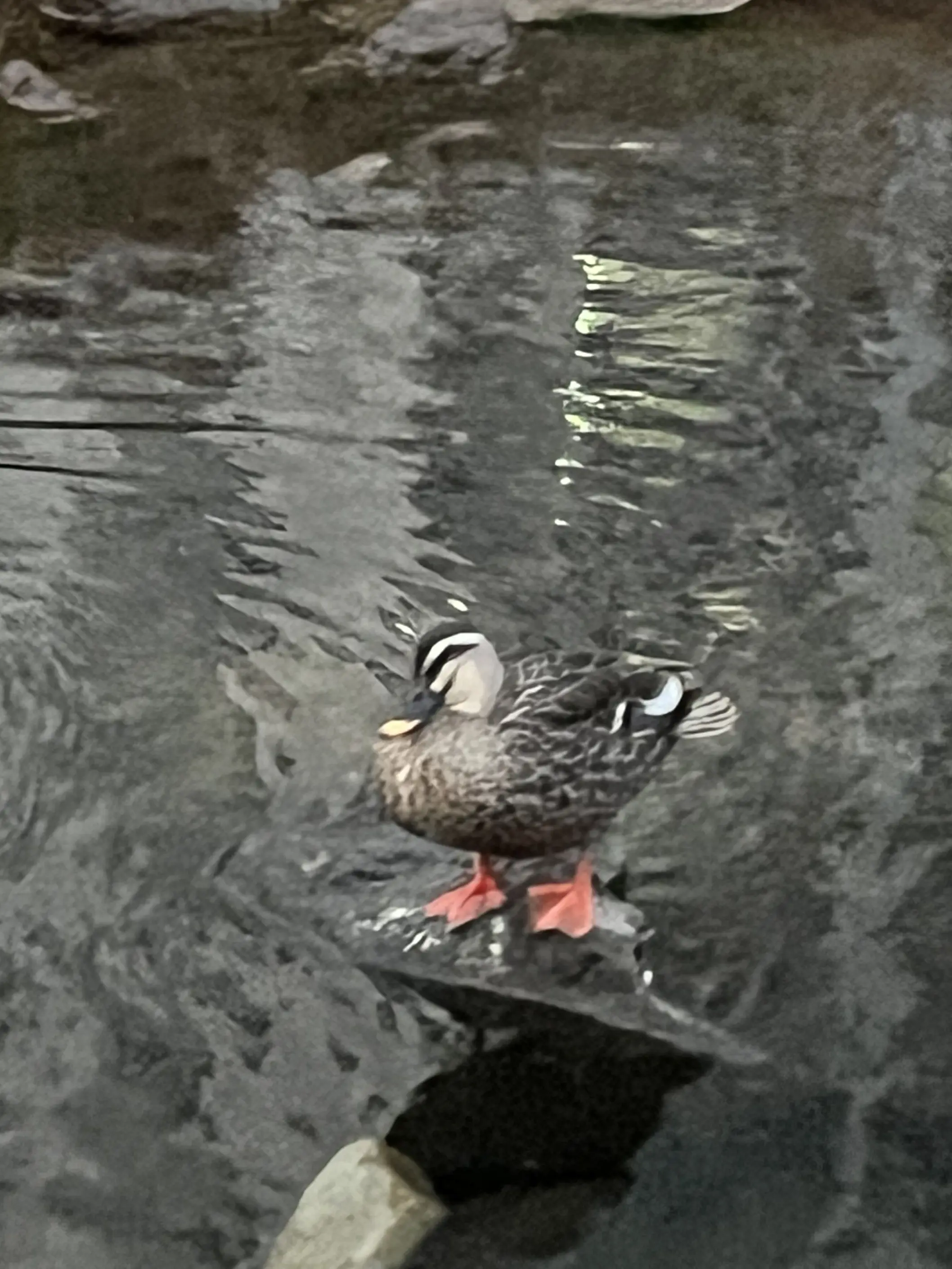 gayun_kim의 채스터&소멸