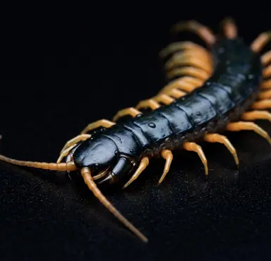 Profile image of 뱌쿠렌