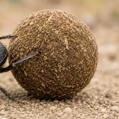 Profile image of Dung