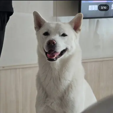 Profile image of 레나