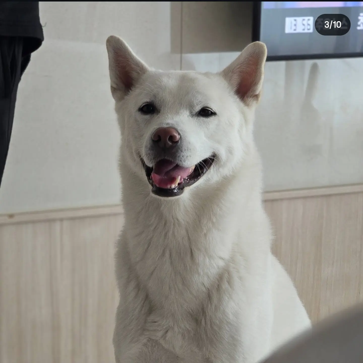 MintyFlask2083의 진돗개 키우기!!!