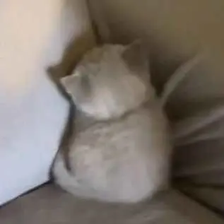 Profile image of ヤス