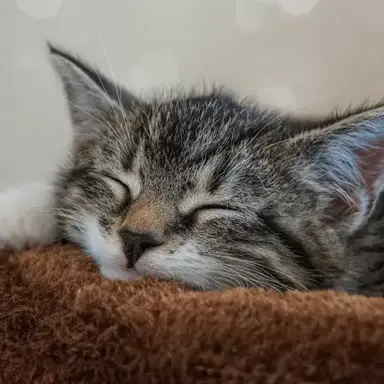 Profile image of ぷー