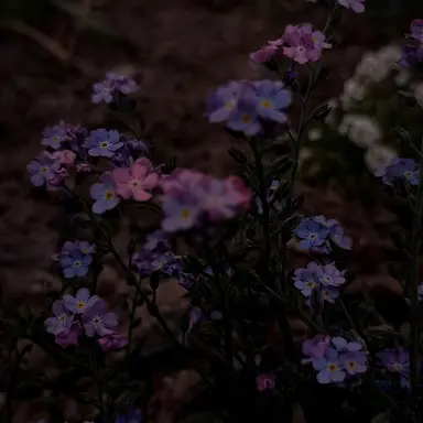 Profile image of 호시나 아키토