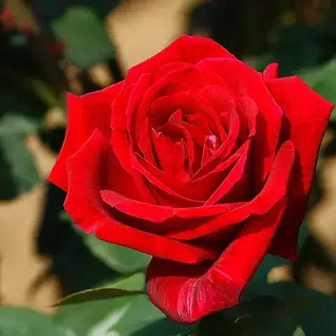 renren3332의 너는 나한테 푹 빠져 있었는데