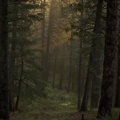 ColdJaw2859의 Forest