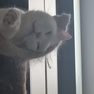 Profile image of 꾜미