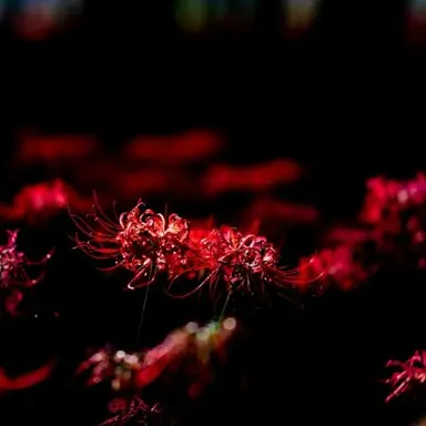 Profile image of 芥川