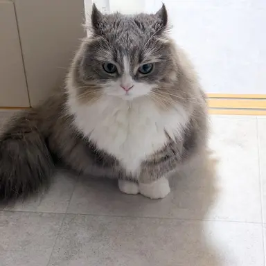 Profile image of リッキー