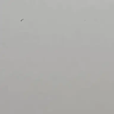 Profile image of 구피