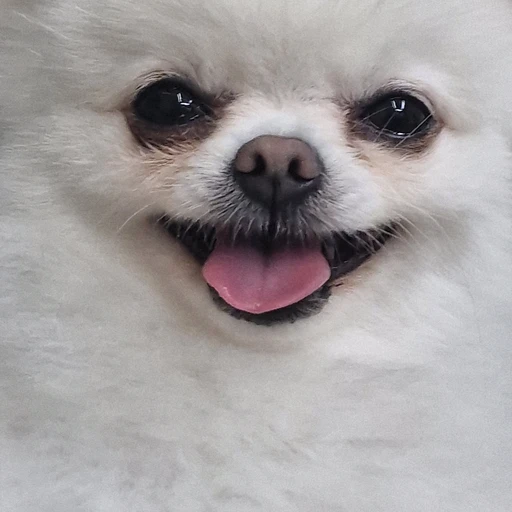 강아지
