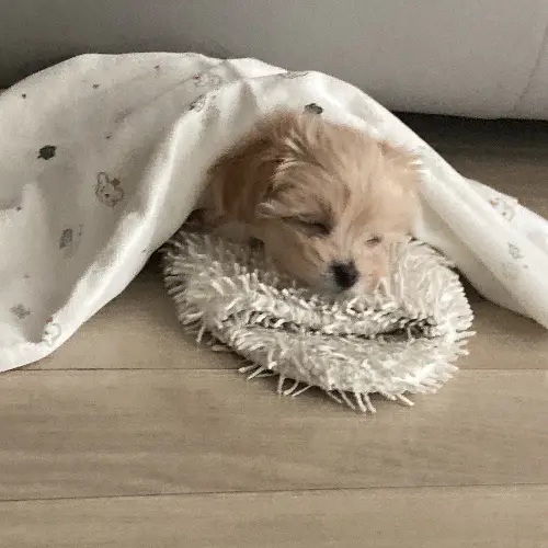 SassyCable8371의 강아지 스프