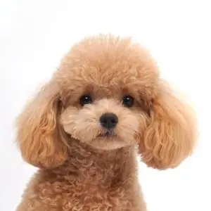 Profile image of ニーナ