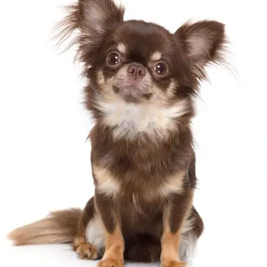 Profile image of さくら