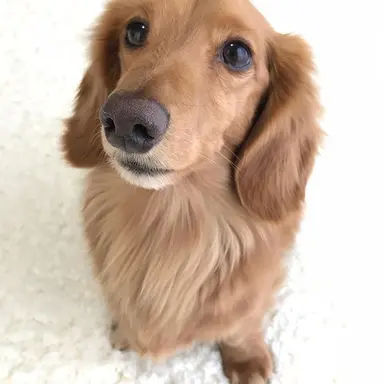 Profile image of ララ