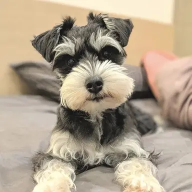 Profile image of ボブ