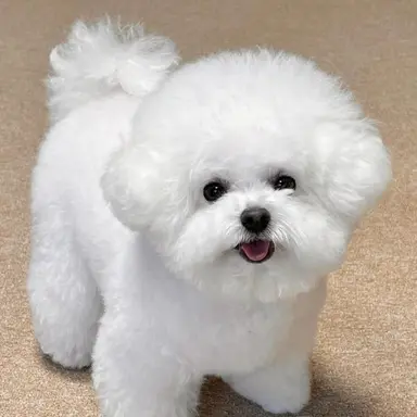 Profile image of ウェリナ