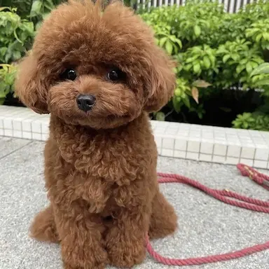 Profile image of きなこ