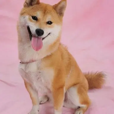 Profile image of トトロ