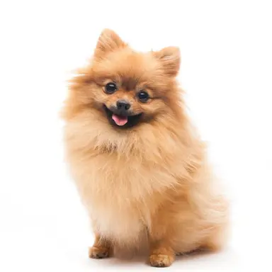 Profile image of イロハ