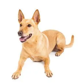 Profile image of ももたろう