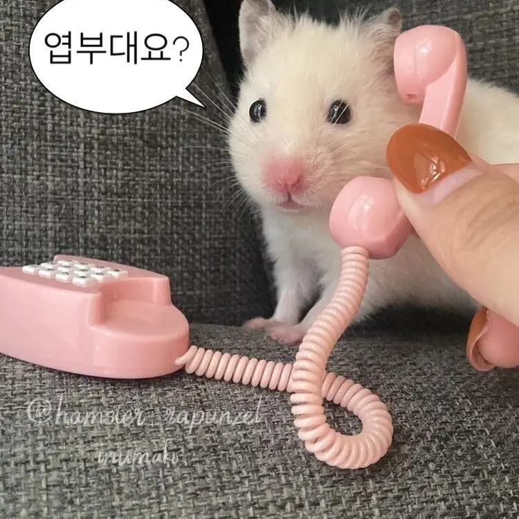 FuzzyHoney2071의 준휘
