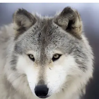 Profile image of 늑대